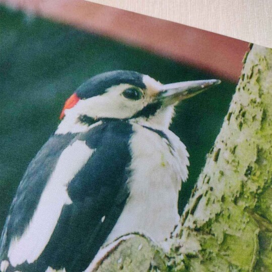 great spotted woodpecker journal a4 hardback lined notebook cover detail view