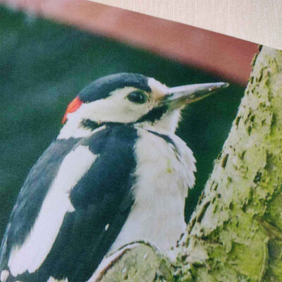 great spotted woodpecker journal a4 hardback lined notebook cover detail view