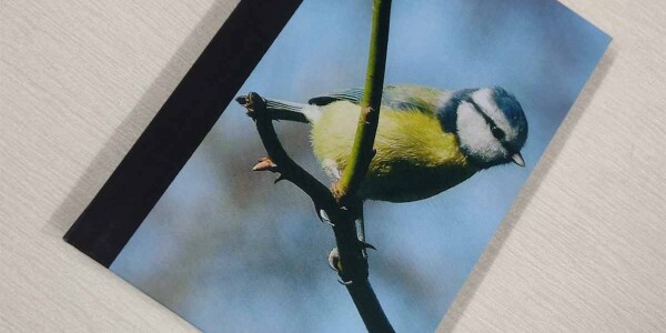 bluetit pocket journal, hardback a5 lined notebook diagonal view