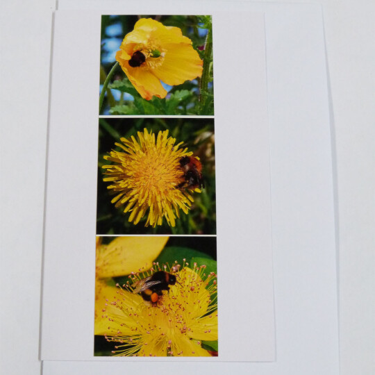 Bumblebees yellow BMC face