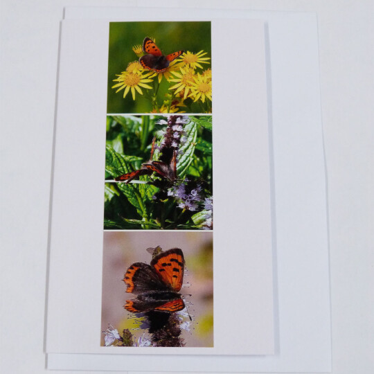 Butterfly BMC Small Copper face