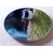 Great spotted woodpecker round glass coaster, side angle view