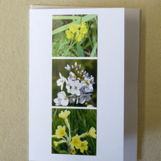 BMMF1 meadow flowers