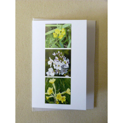 BMMF1 meadow flowers