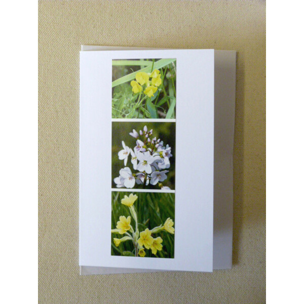 BMMF1 meadow flowers