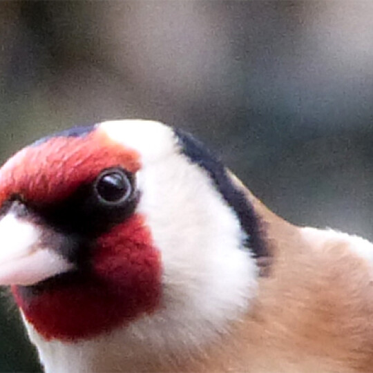 Goldfinch for grumpy post