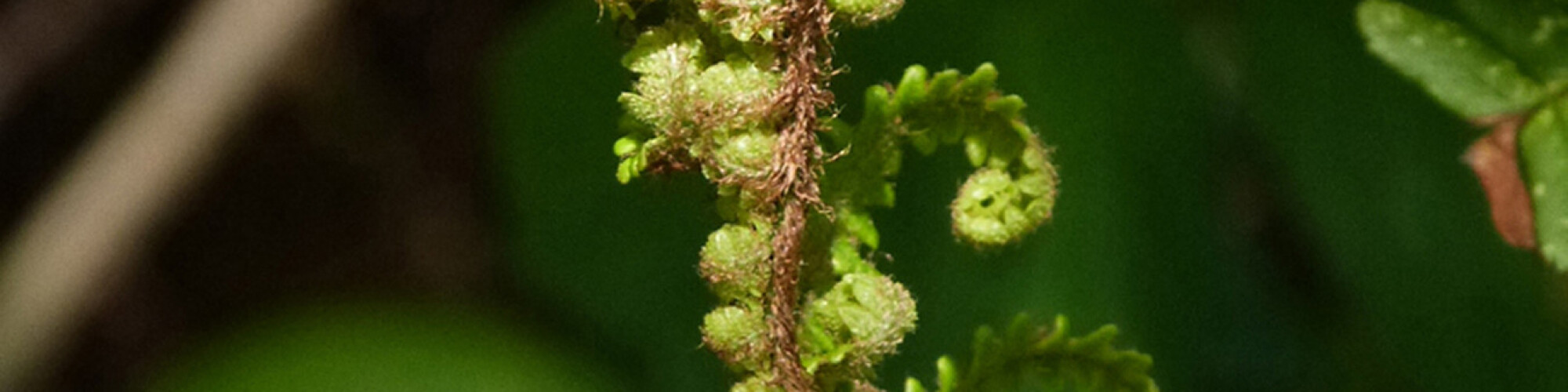 NEWS IMAGE Fractal Seahorse