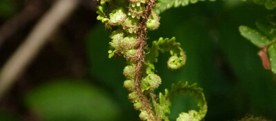 NEWS IMAGE Fractal Seahorse
