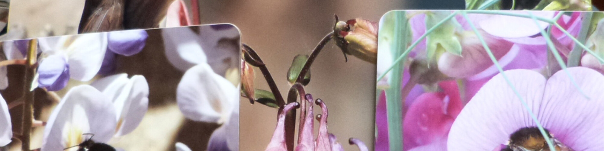 NEWS IMAGE New Dining art