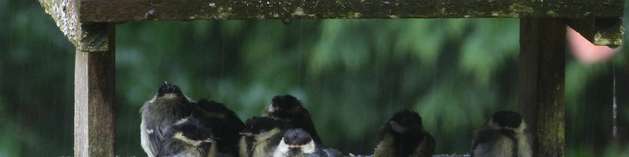 NEWS IMAGE Rain shelter v2