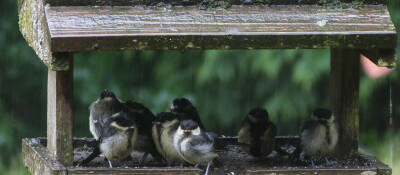 NEWS IMAGE Rain shelter v2