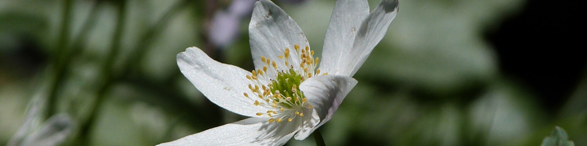 NEWS IMAGE Wood Anenome