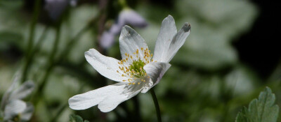 NEWS IMAGE Wood Anenome