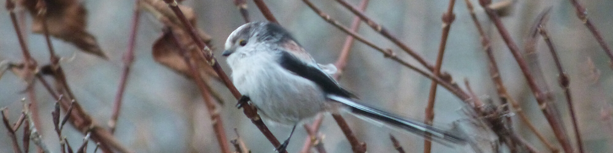 longtail blog post reduced