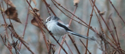 longtail blog post reduced