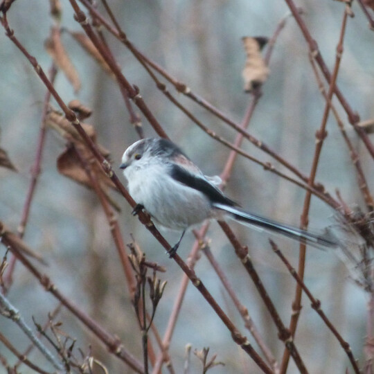 longtail blog post reduced