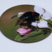 Buff tail bumblebee round coaster, queen on apple blossom image, angle view