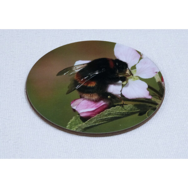Buff tail bumblebee round coaster, queen on apple blossom image, angle view