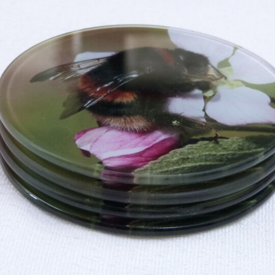 Four buff tail bumblebee round glass coasters, queen on apple blossom,side view