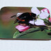 Buff tail bumblebee square coaster, queen on apple blossom, angle view