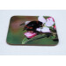 Buff tail bumblebee square coaster, queen on apple blossom, angle view