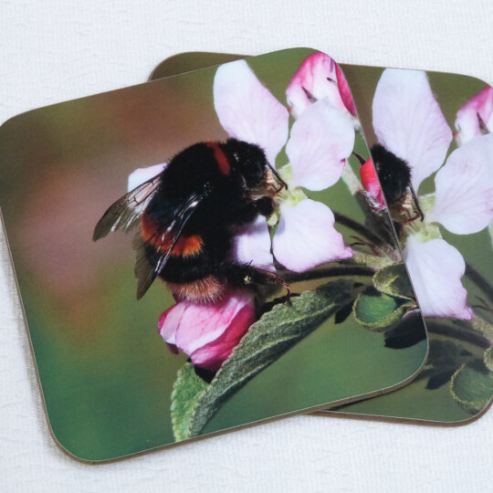 Two buff tail bumblebee square coasters, queen on apple blossom, fan view