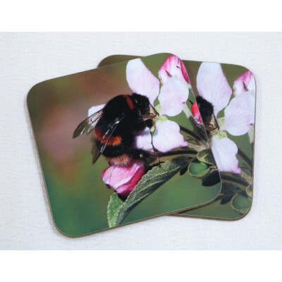 Two buff tail bumblebee square coasters, queen on apple blossom, fan view