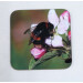 Buff tail bumblebee square coaster, queen on apple blossom