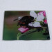 Buff tail bumblebee square glass coaster, queen on apple blossom, angle view
