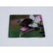 Buff tail bumblebee square glass coaster, queen on apple blossom, angle view