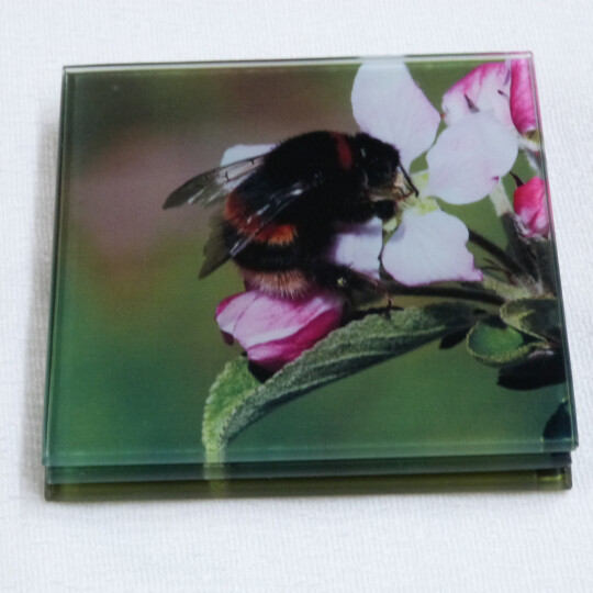 two buff tail bumblebee square glass coasters, queen on apple blossom, side view