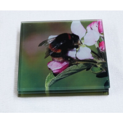 two buff tail bumblebee square glass coasters, queen on apple blossom, side view