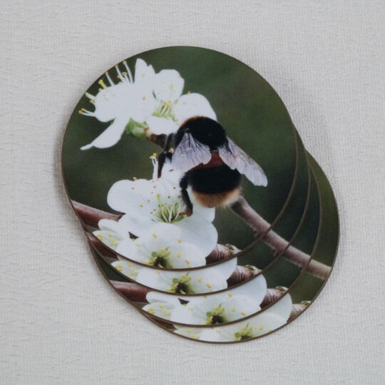 Four buff tail bumblebee round coasters, queen on wild plum blossom, fan view