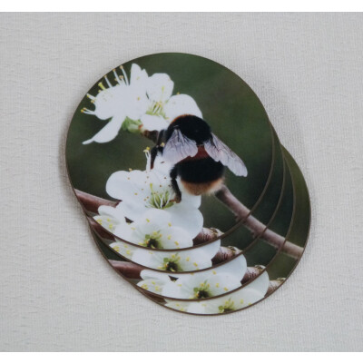 Four buff tail bumblebee round coasters, queen on wild plum blossom, fan view