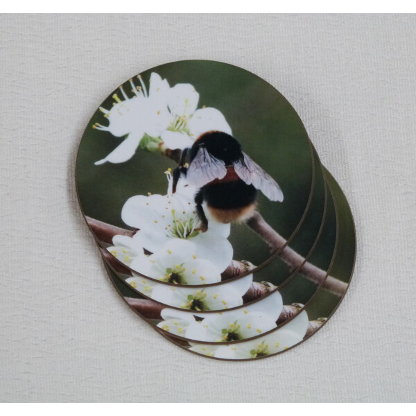 Four buff tail bumblebee round coasters, queen on wild plum blossom, fan view