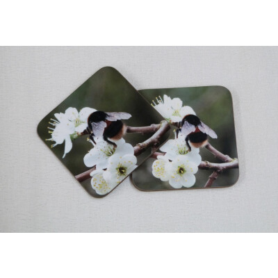 two buff tail bumblebee square coasters, queen on wild plum blossom, tilt view
