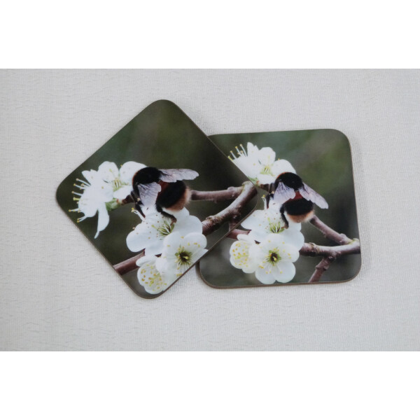 two buff tail bumblebee square coasters, queen on wild plum blossom, tilt view