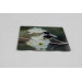 Buff tail bumblebee square glass coaster, queen on wild plum blossom, deep angle view