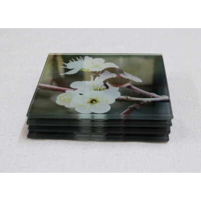 Four buff tail bumblebee square coasters, queen on wild plum blossom, side view