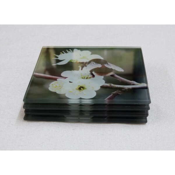Four buff tail bumblebee square coasters, queen on wild plum blossom, side view