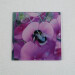 Garden bumblebee square glass coaster, pink sweetpea flower