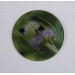 Buff tail bumblebee round glass coaster, workers on lilac colour teasel flower 