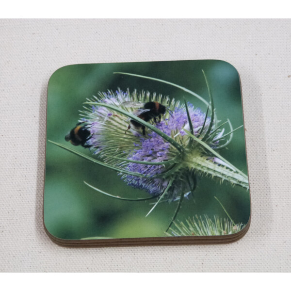 Buff tail bumblebee square coaster, workers on lilac colour teasel flower