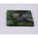 two buff tail bumblebee square glass coasters, workers on lilac colour teasel flower, angle view