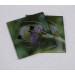 two buff tail bumblebee square glass coasters, workers on lilac colour teasel flower, tilt view