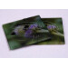 two buff tail bumblebee square glass coasters, workers on lilac colour teasel flower, side tilt view