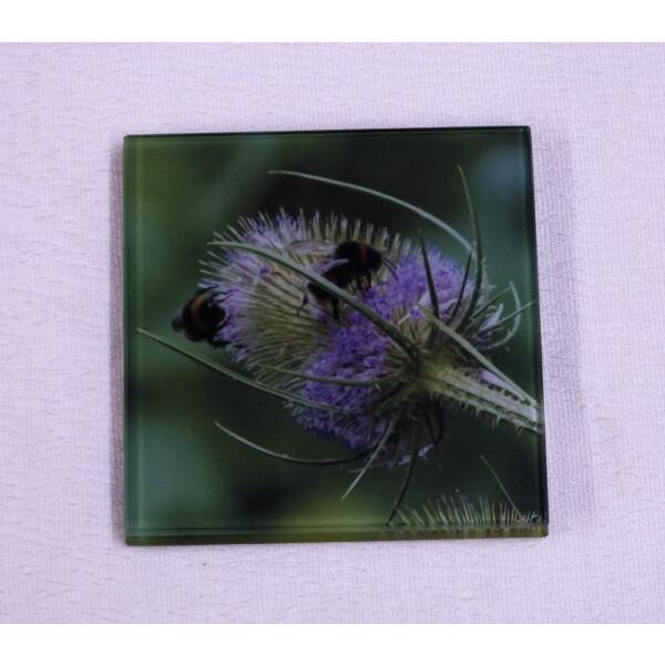 Buff tail bumblebee square glass coaster, workers on lilac colour teasel flower