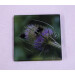 Buff tail bumblebee square glass coaster, workers on lilac colour teasel flower