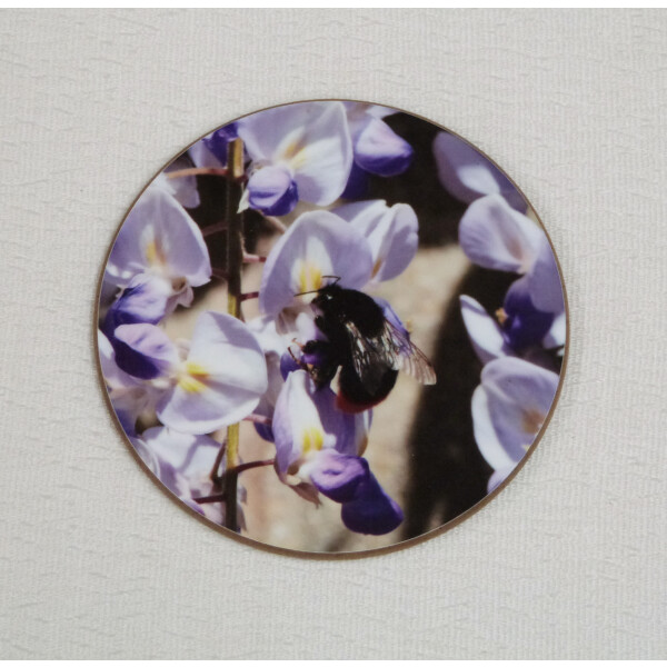 Red tail bumblebee round coaster, queen on white and purple wisteria flower