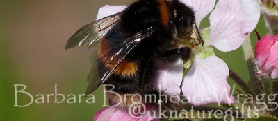 AB Apple Blossom Bee